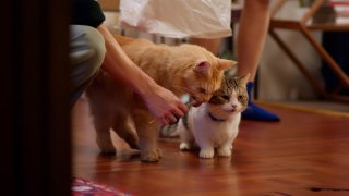 Cat for Cash Episode 2