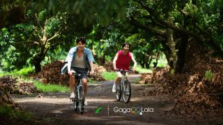 Secrets Happened on the Litchi Island