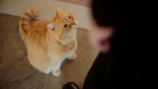 以貓償愛 第1集