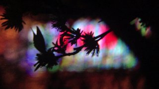 ( Aug.12 ) Forest Dreaming